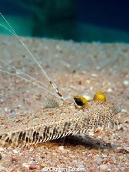 Panther flounder(Bothus pantherinus)
Taken with Fuji F50... by Cigdem Cooper 